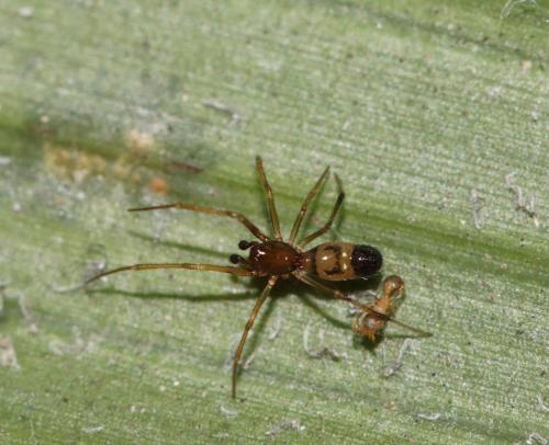 Réf. 309 207 : Coleosoma floridanum